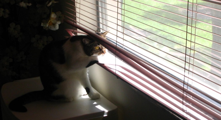 Cat looking through aluminum blinds in New York.